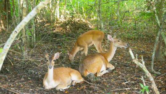 Enjoying Nature in West Bali National Park
