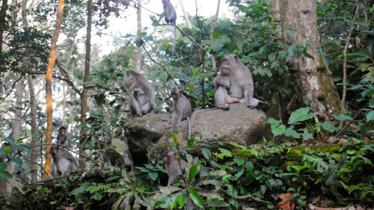 Visiting Monkey Forest Ubud