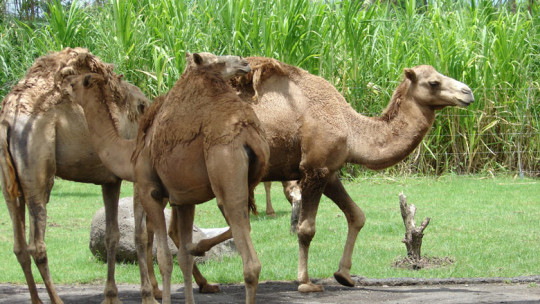 Unique Bali Camel Safari