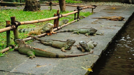 Bali Reptile Pack